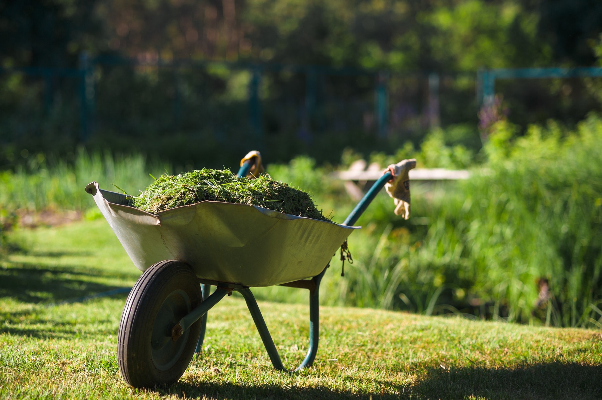 Heavily used wheelbarrow full of mowed grass standing on the freshly cut lawn