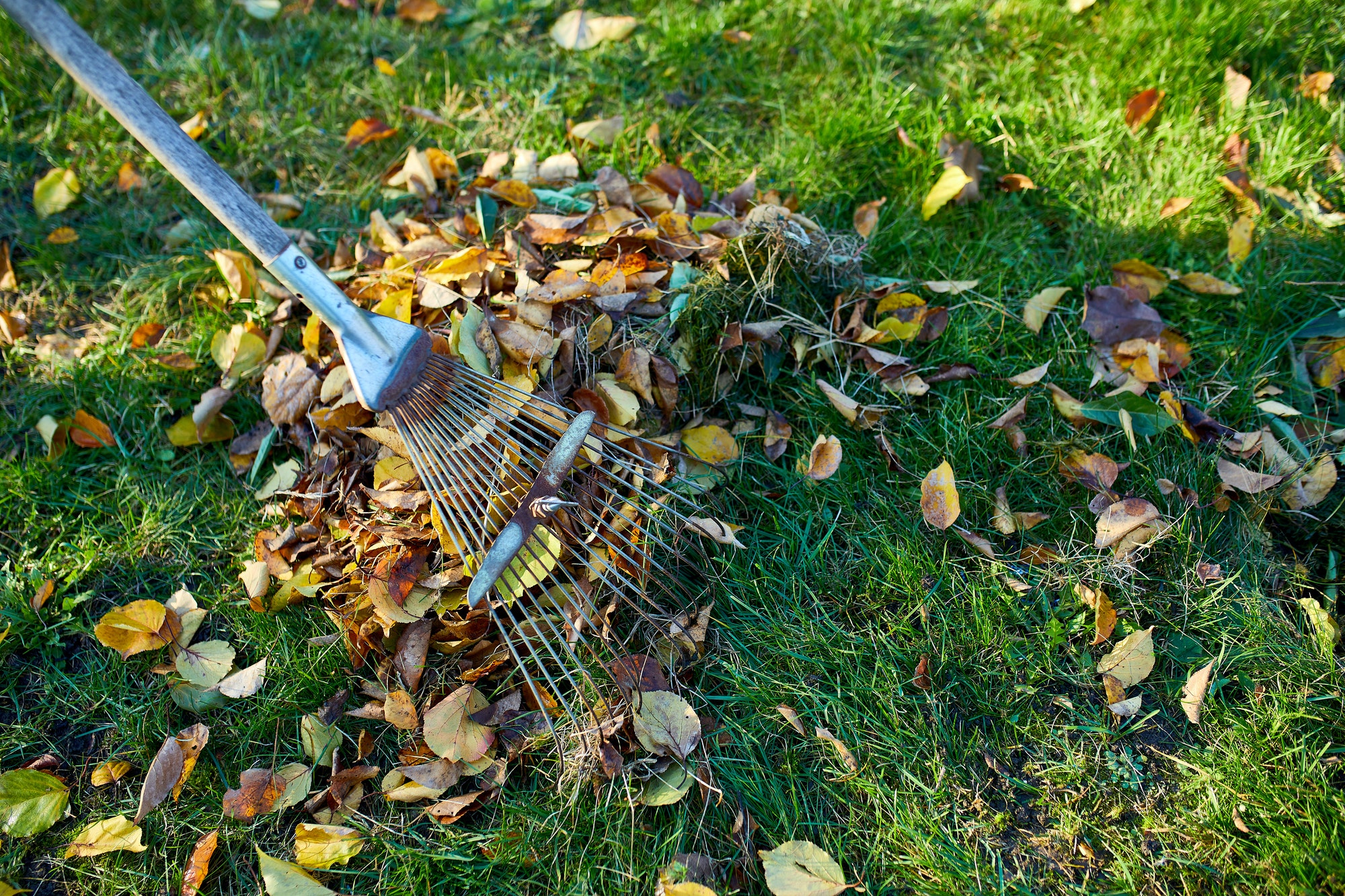 Old red rake in a pile of fall maple leaves, Raking autumn leaves on grass lawn