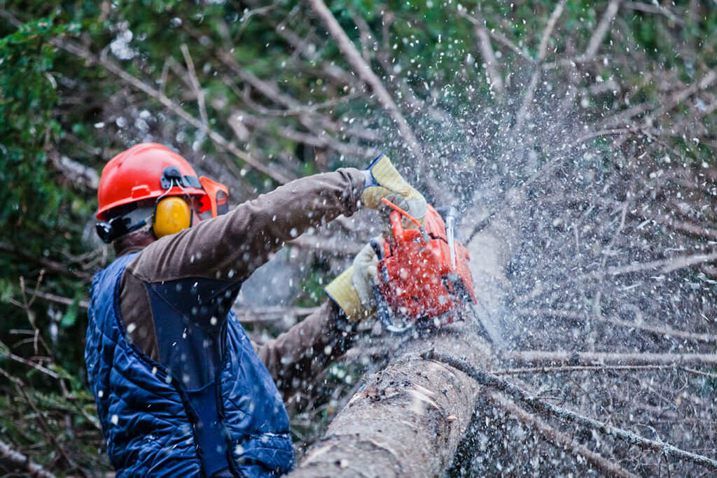 Professional Lumberjack Cutting a big Tree in the Forest - A Robinson Landscaping Services