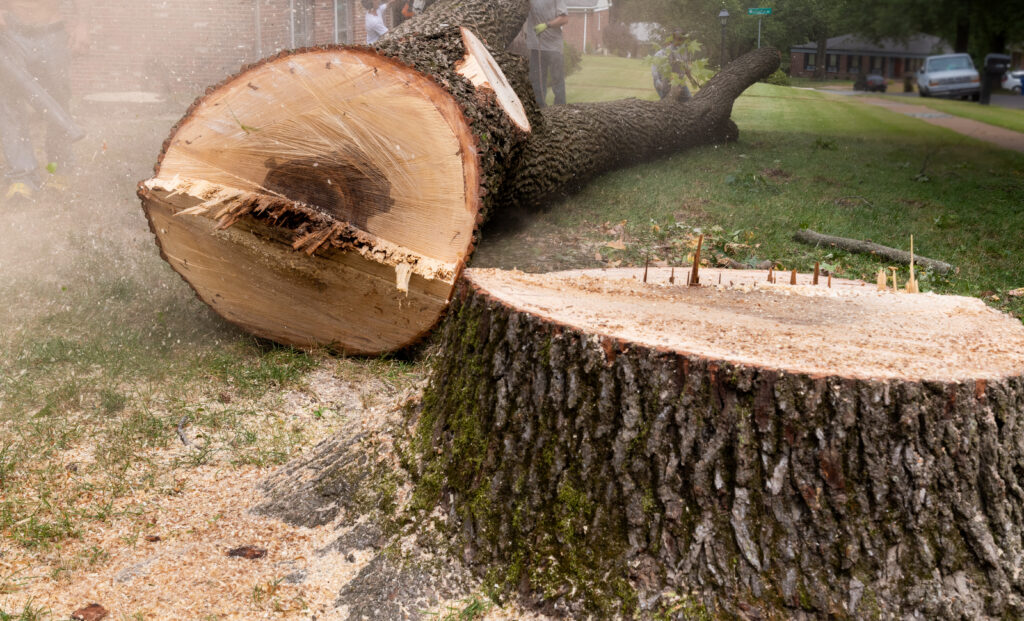 Felled Tree Trunk and Large Stump - Tree Removal Suburban - A Robinson Landscaping Services Tree removal
