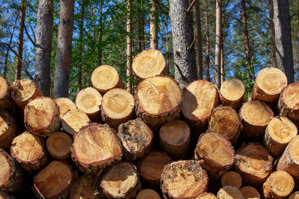 pine wood of coniferous trees during logging - A Robinson Landscaping Services