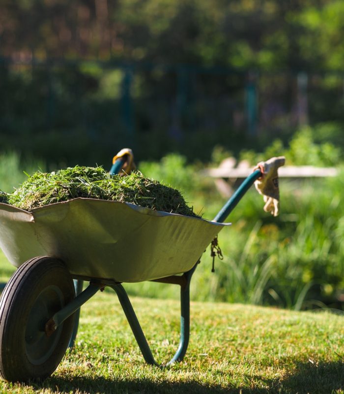 Heavily used wheelbarrow full of mowed grass standing on the freshly cut lawn